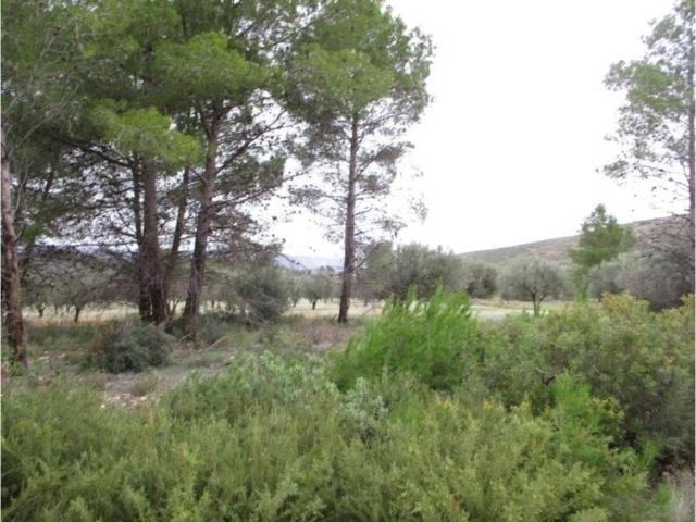 Terreno en venta en La Hoya de Buñol, Valencia