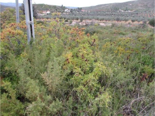 Terreno en venta en La Hoya de Buñol, Valencia
