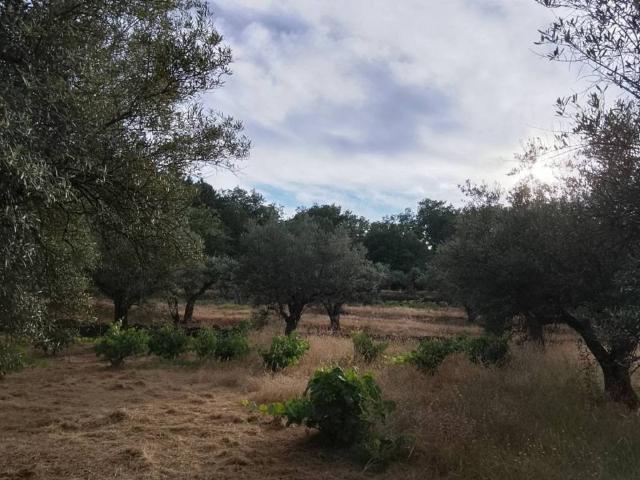 Terreno en venta en Madrigal De La Vera, Extremadura