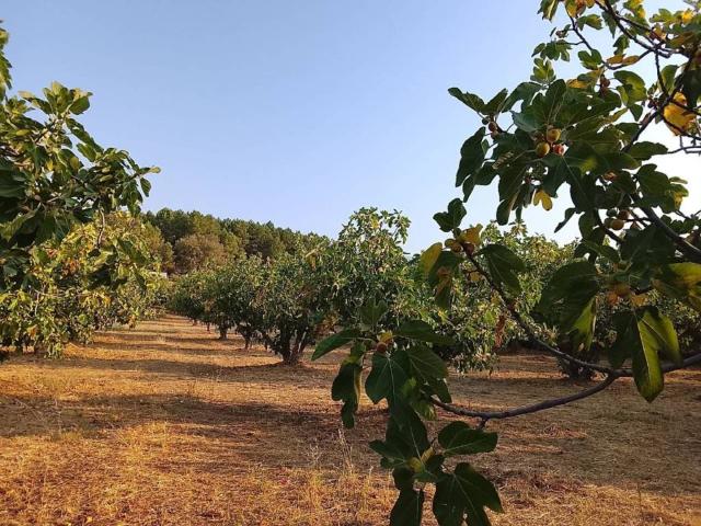 Terreno en venta en Madrigal De La Vera, Extremadura