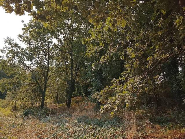 Terreno en venta en Madrigal De La Vera, Extremadura