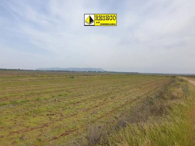 Terreno en venta en Madrigalejo, Extremadura