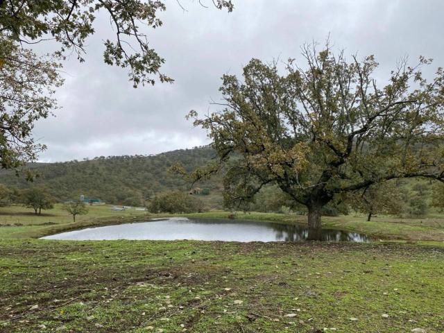 Terreno en venta en Madroñera, Extremadura