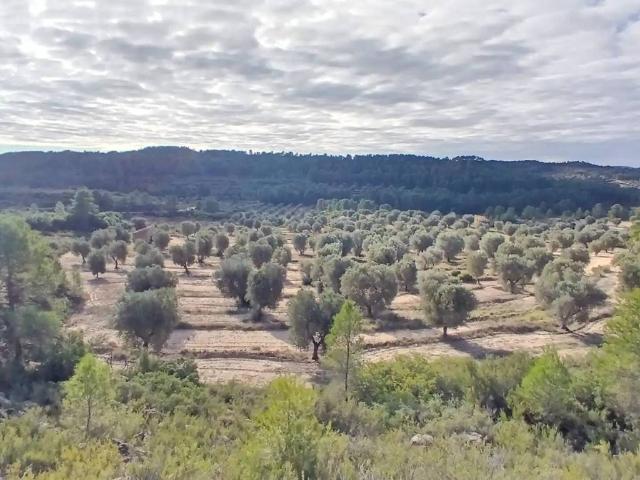 Terreno en venta en Bajo Aragón-Caspe / Baix Aragó-Casp, Aragón