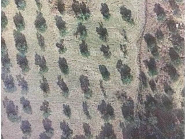 Terreno en venta en Mairena Del Alcor, Andalucía