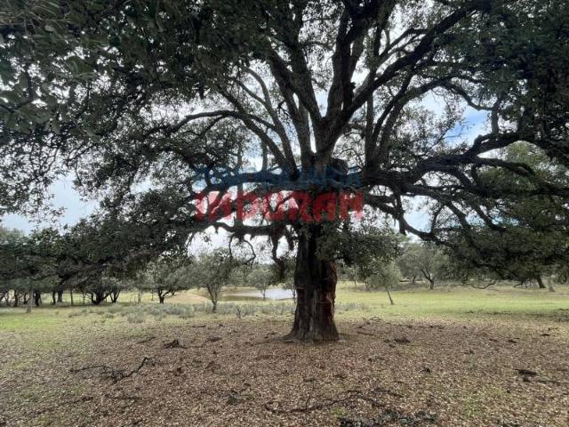 Terreno en venta en Majadas, Extremadura