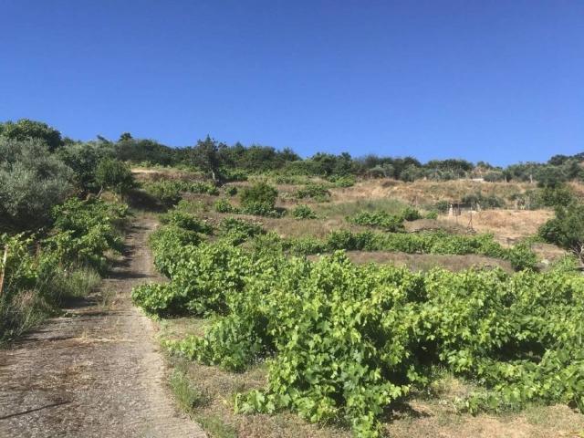 Terreno en venta en Malpartida De Plasencia, Extremadura