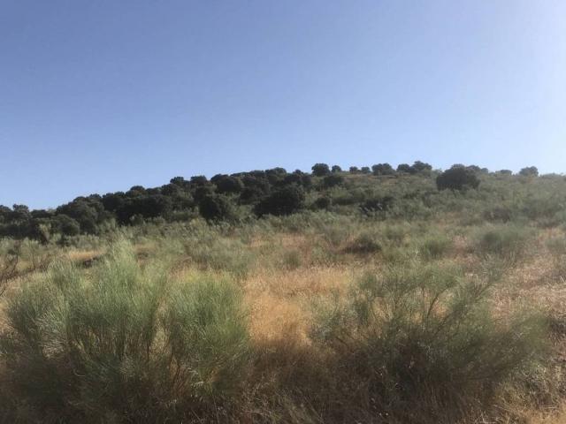 Terreno en venta en Malpartida De Plasencia, Extremadura