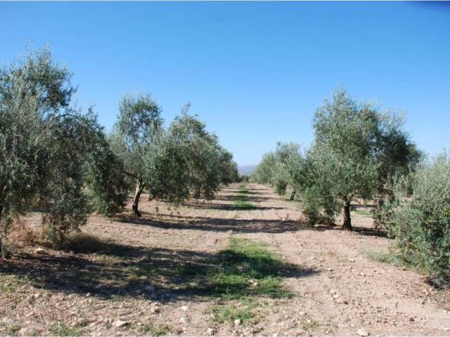 Terreno en venta en Manzanares, Castilla-La Mancha