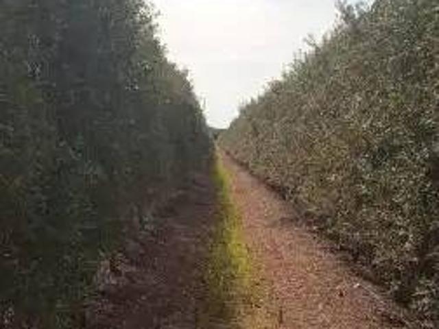 Terreno en venta en Marchena, Andalucía