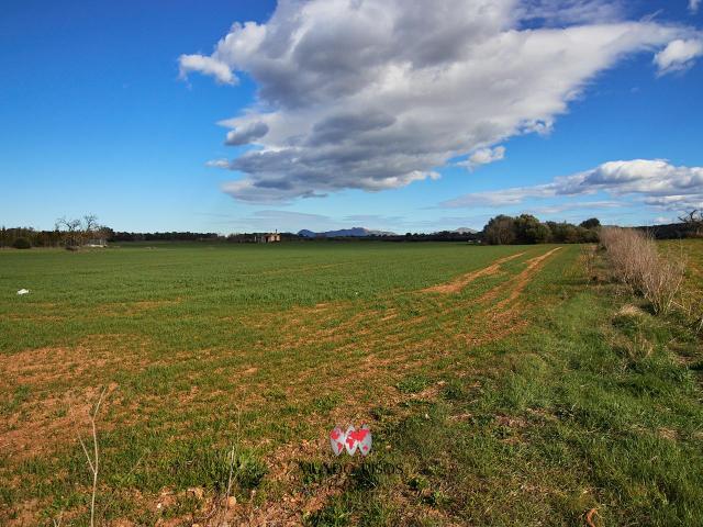 Terreno en venta en Maria De La Salut Terreno en venta en Maria De La Salut