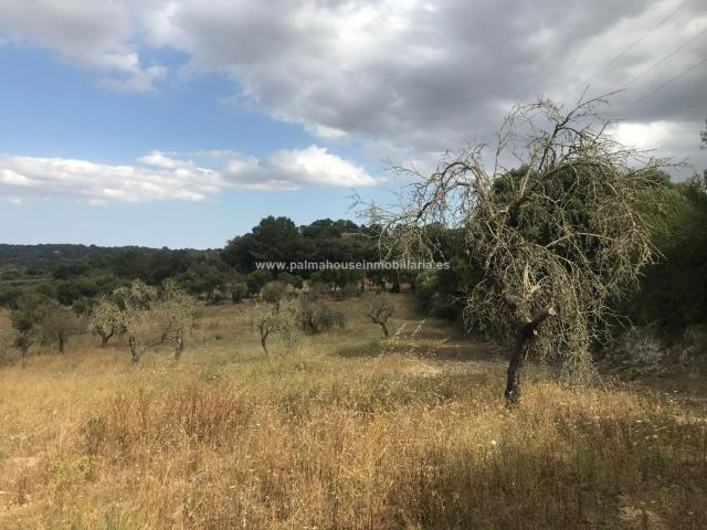 Terreno en venta en Maria De La Salut Terreno en venta en Maria De La Salut