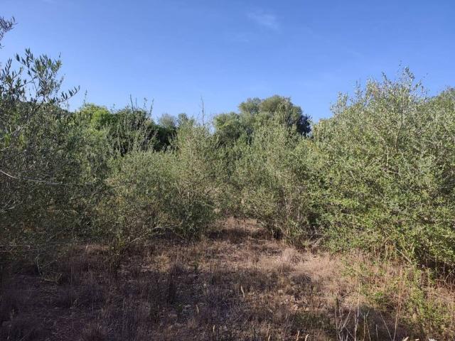 Terreno en venta en Raiguer, Baleares