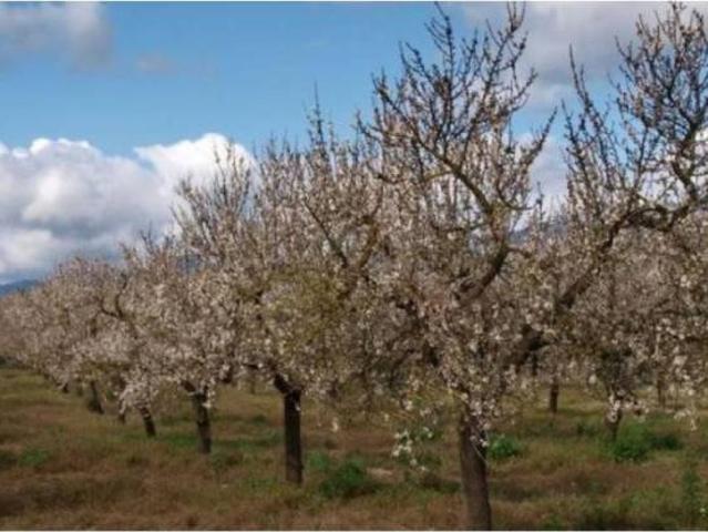 Terreno en venta en Raiguer, Baleares