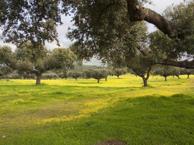 Terreno en venta en Martín De Yeltes, Castilla y León