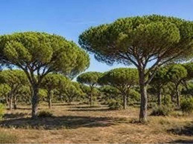 Terreno en venta en Marugán, Castilla y León