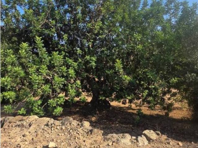 Terreno en venta en Montsià, Catalunya