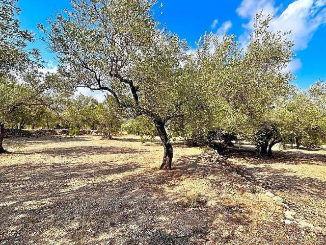 Terreno en venta en Mas De Barberans