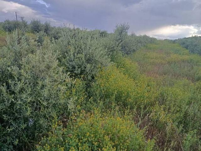 Terreno en venta en Mascaraque