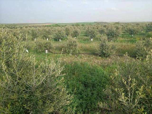 Terreno en venta en Mascaraque, Castilla-La Mancha