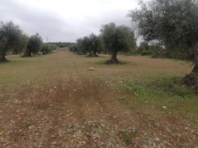 Terreno en venta en Mascaraque, Castilla-La Mancha