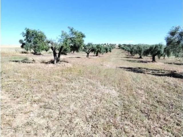 Terreno en venta en Mérida, Extremadura