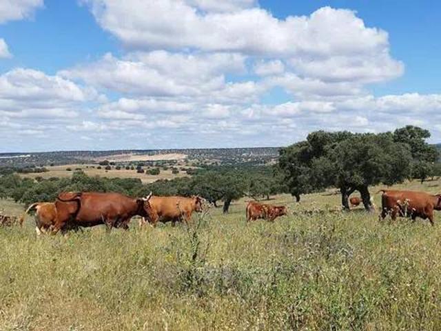 Terreno en venta en Mérida, Extremadura