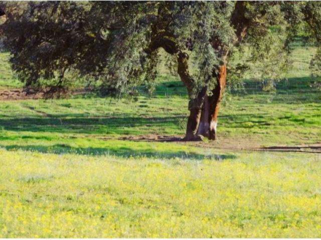 Terreno en venta en Mérida, Extremadura