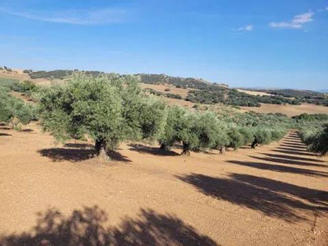 Terreno en venta en Mesegar De Tajo, Castilla-La Mancha