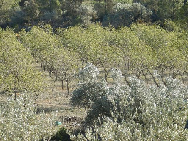 Terreno en venta en Ribera d'Ebre, Catalunya