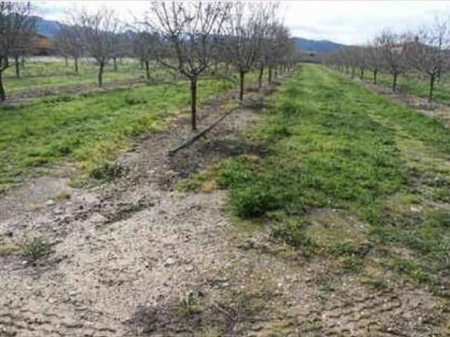 Terreno en venta en Ribera d'Ebre, Catalunya
