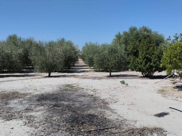 Terreno en venta en Molina De Segura
