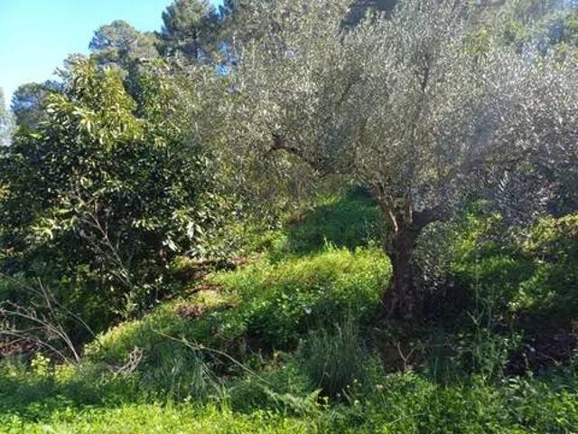 Terreno en venta en Sierra de las Nieves, Andalucía
