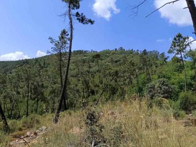 Terreno en venta en Monesterio, Extremadura