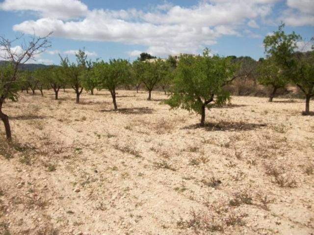Terreno en venta en Monòver / Monóvar, Alacant / Alicante