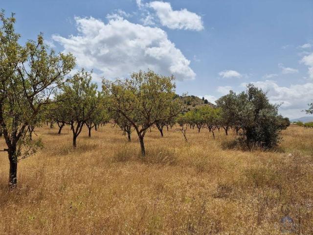 Terreno en venta en Monóvar