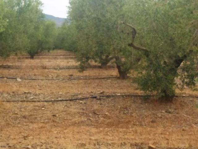 Terreno en venta en Baix Camp, Catalunya