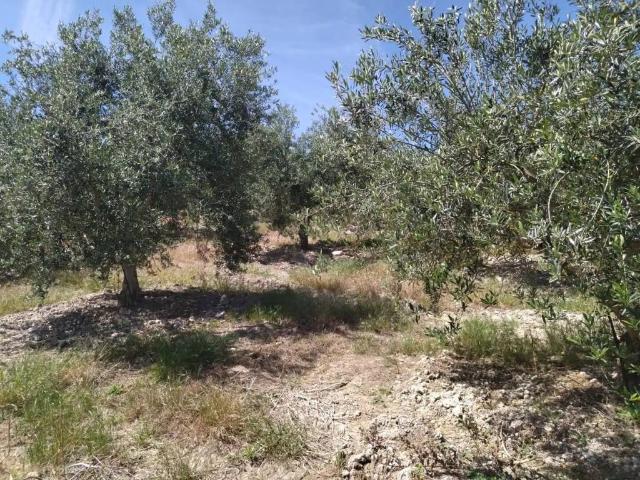 Terreno en venta en Montellano, Andalucía