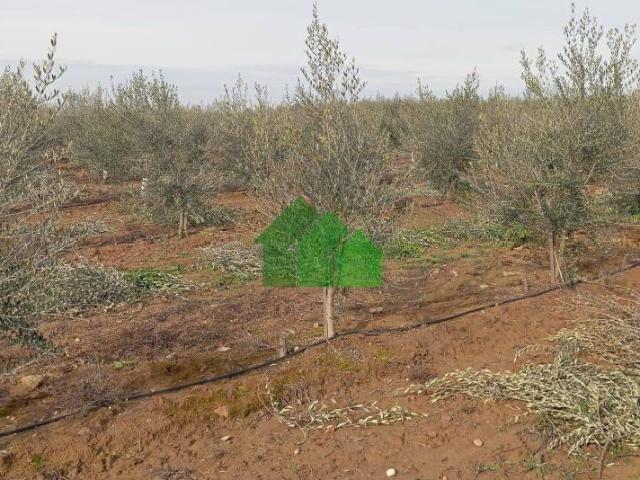 Terreno en venta en Montijo, Extremadura
