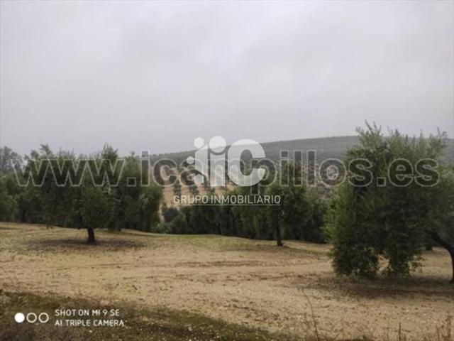 Terreno en venta en Montilla, Andalucía