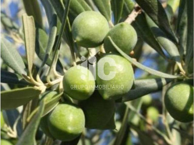 Terreno en venta en Montilla, Andalucía