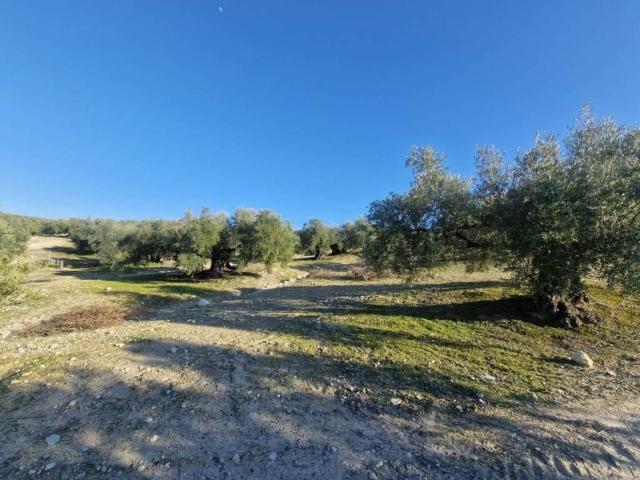 Terreno en venta en Montilla, Andalucía