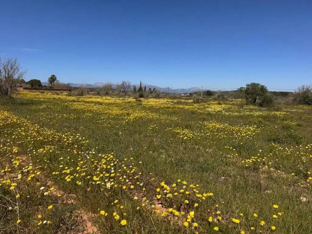 Terreno en venta en Pla de Mallorca, Baleares