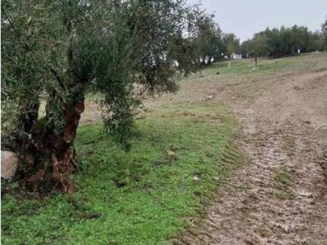 Terreno en venta en Monturque, Andalucía