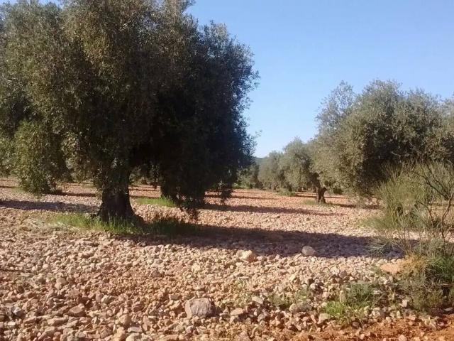 Terreno en venta en Mora, Castilla-La Mancha