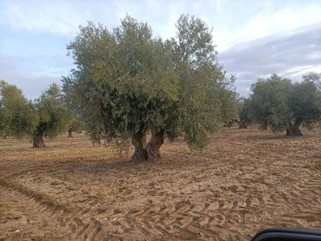 Terreno en venta en Mora, Castilla-La Mancha