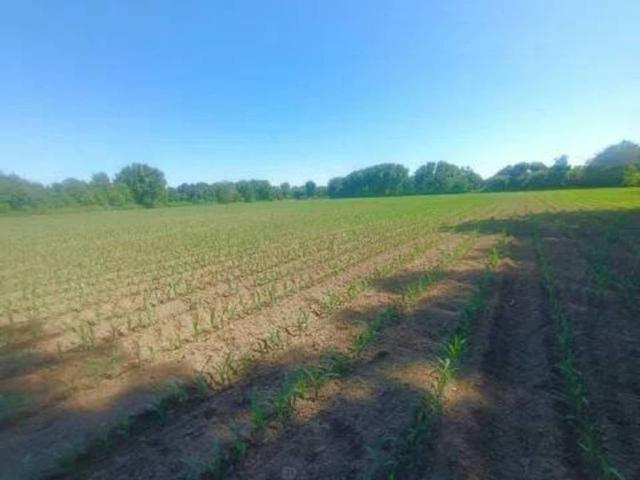 Terreno en venta en Moraleja, Extremadura