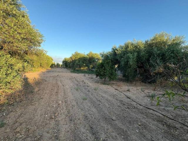 Terreno en venta en Morón De La Frontera, Andalucía