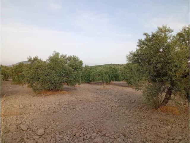 Terreno en venta en Morón De La Frontera, Andalucía