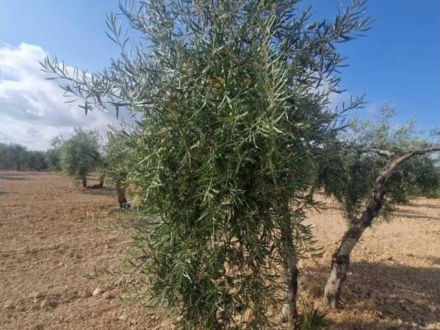 Terreno en venta en Morón De La Frontera, Andalucía